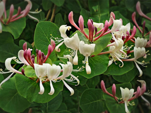 жимолость каприфоль