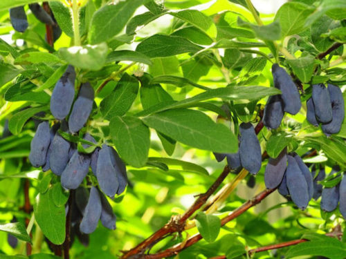 Жимолость татарская