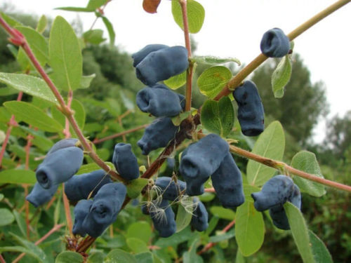 Жимолость золушка