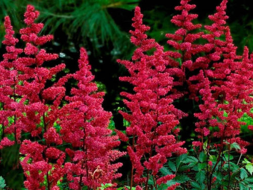 Астильба купить саженцы