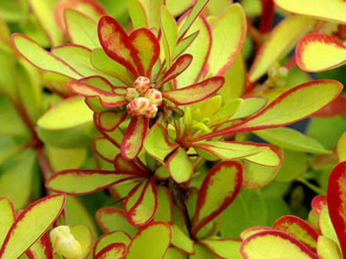 барбарис диаболикум