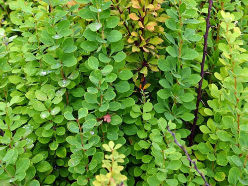 барбарис эректа