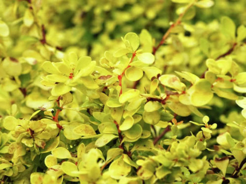 барбарис голдалита