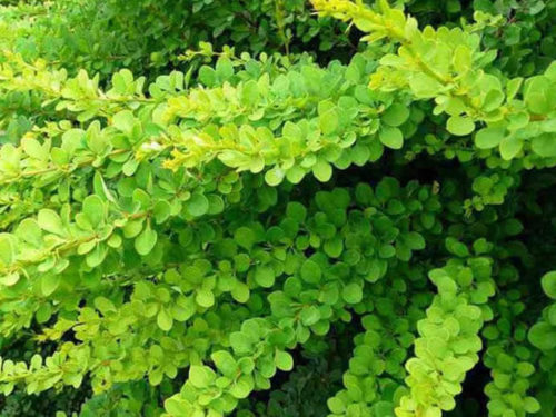 Бабарис Грин Карпет