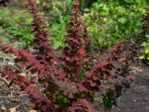 барбарис хелмон пиллар
