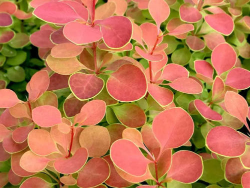 барбарис оранж санрайз