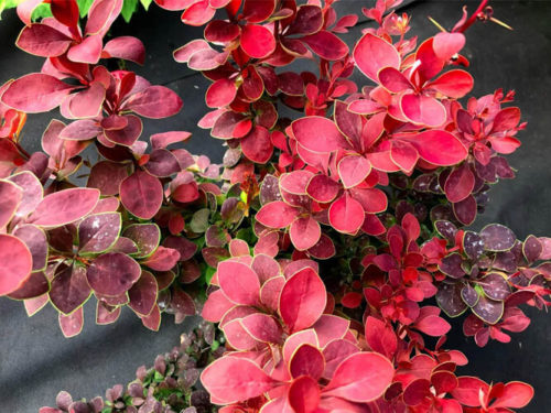 барбарис венис