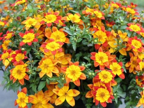 биденс купить