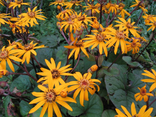 Бузульник Бритт-Мари Кроуфорд