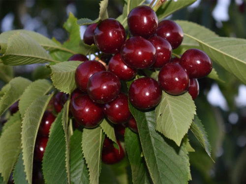 Черешня Ипуть