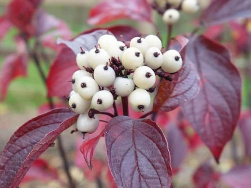 Дерен кессельринги