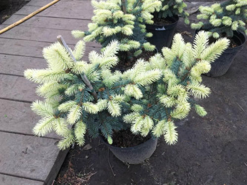 ель биалобок