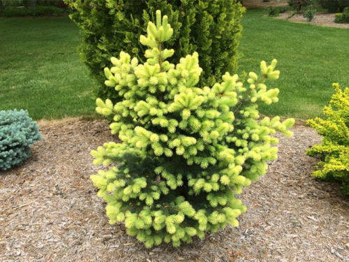 ель голден спринг