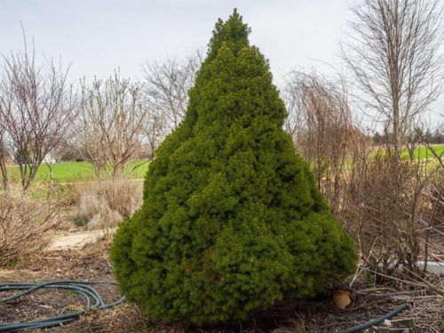 Ель коника сизая в ландшафтном дизайне