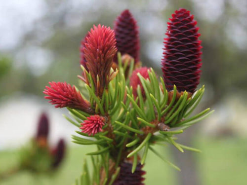 Прекрасная ель ридал