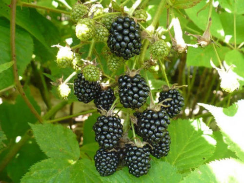 Ежевика агавам