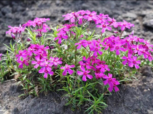Флокс розовый (шиловидный) на Камчатке