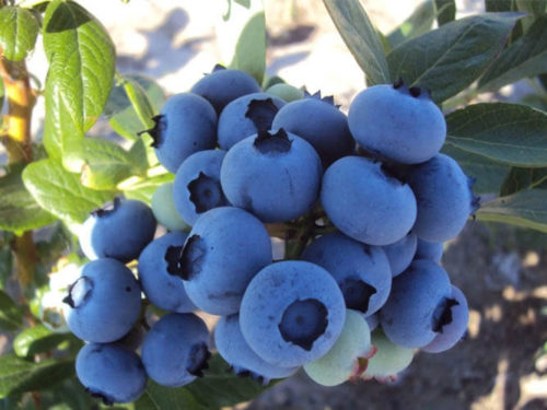 Голубика дюк