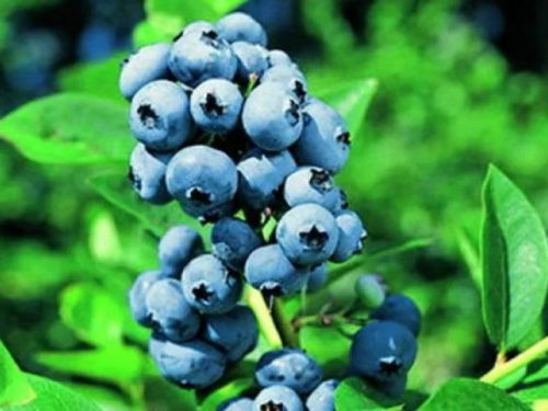 Голубика эллиот