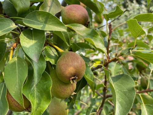 груша купить напрямую из питомника