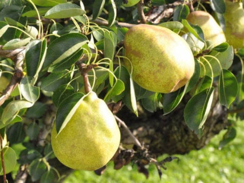Груша скороспелка из мичуринска