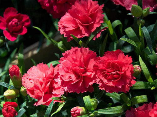 Гвоздика цветы купить