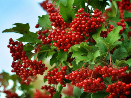 Калина красная саженцы