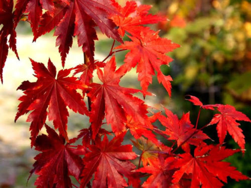 Клен ложнозибольдов купить