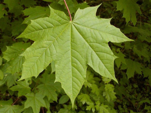 Клен остролистный купить