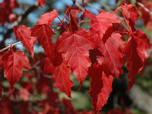 Клен Гиннала (Приречный)