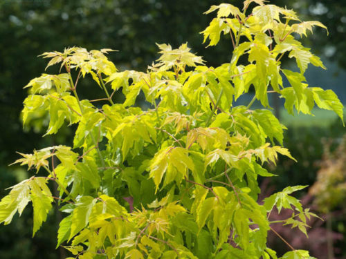 Клен яснелистный саженцы