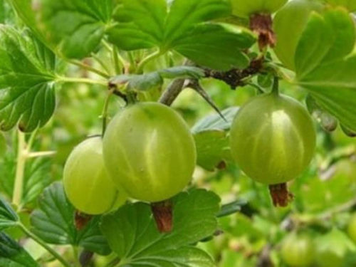 крыжовник финик