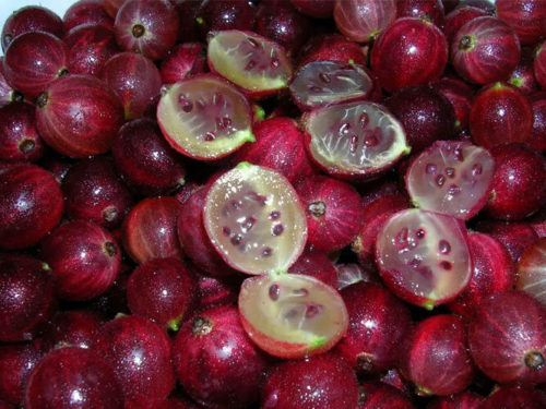 Крыжовник Краснославянский