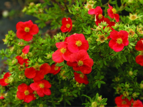 Лапчатка Мэрион Ред Робин фото