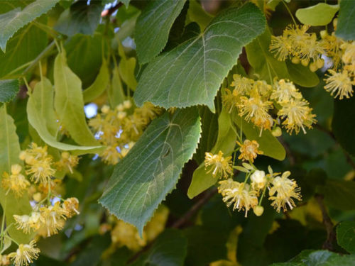 Липа саженцы купить