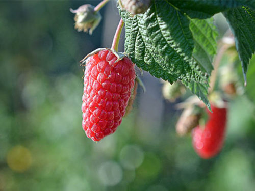 Малина брянское диво