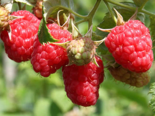 Малина глин ди