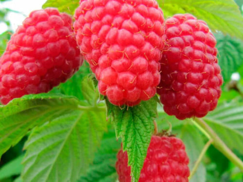 Малина самородок