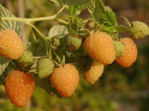 Малина золотая осень