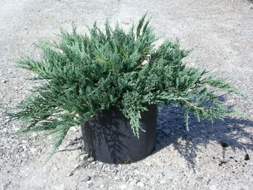 Можжевельник Блю Чип в питомнике