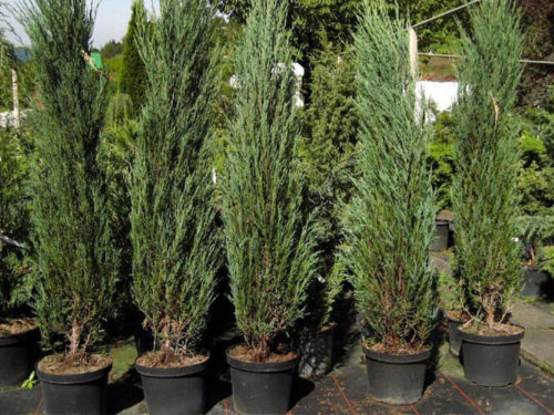 Можжевельник блю эрроу