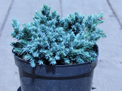 Можжевельник блю стар