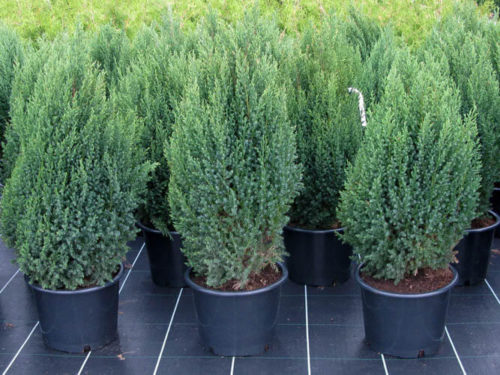 Можжевельник стрикта саженцы