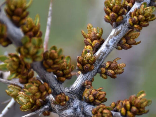 облепиха алей
