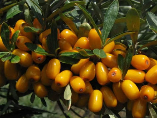 Облепиха августина