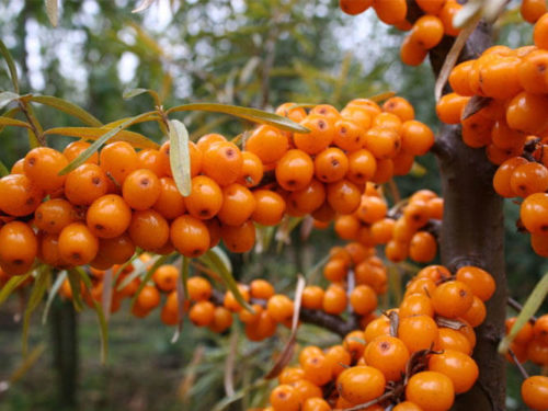 Облепиха Чуйская