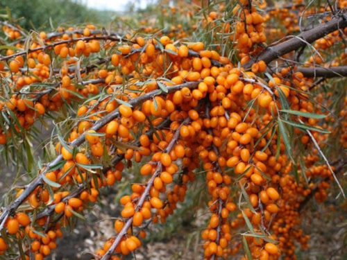 Облепиха эсснль купить