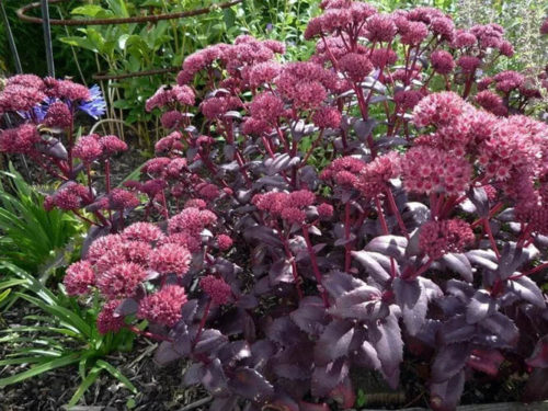 Очиток Перпл эмперор (Purple emperor) фото