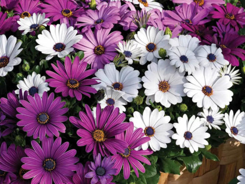 Остеоспермум