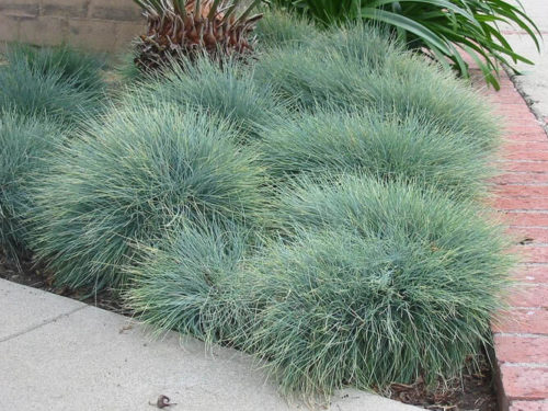 Овсяница сизая